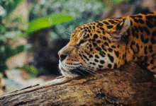 El jaguar en Chiapas el majestuoso “Panthera onca” que simboliza fuerza, equilibrio y vida