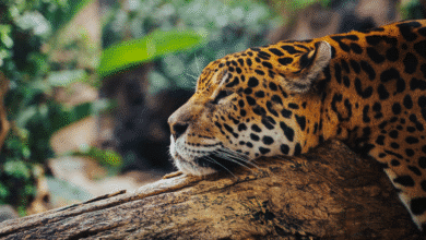 El jaguar en Chiapas el majestuoso “Panthera onca” que simboliza fuerza, equilibrio y vida