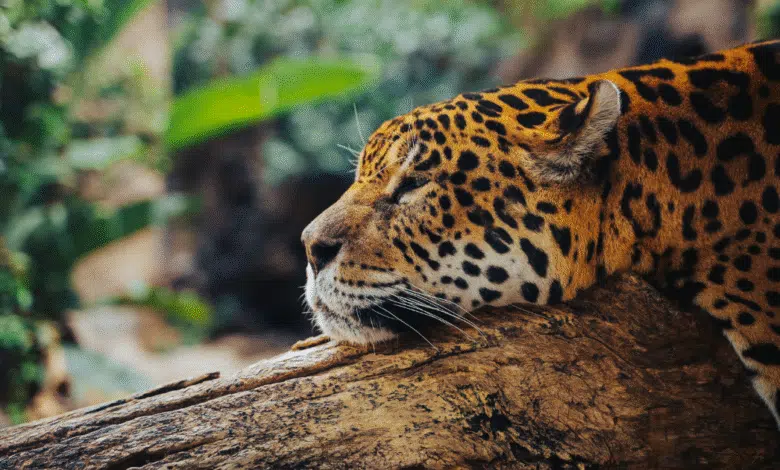 El jaguar en Chiapas el majestuoso “Panthera onca” que simboliza fuerza, equilibrio y vida