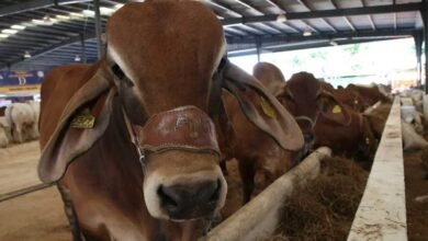 Entregan 10 mil vacunas contra la rabia bovina en Ocosingo