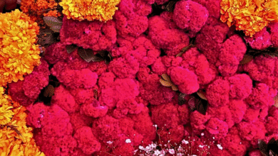 Flor de Seda La joya que acompaña al Cempasúchil en los altares de Día de Muertos en Chiapas