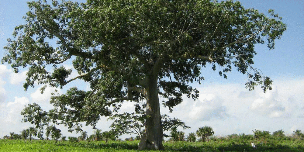 La Ceiba gigante natural y símbolo cultural de Tuxtla Gutiérrez