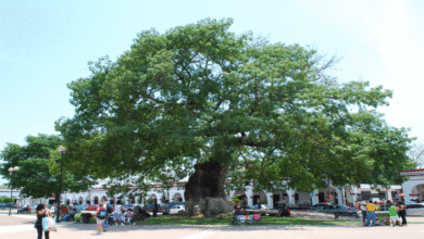 La Pochota símbolo histórico y cultural de Chiapas