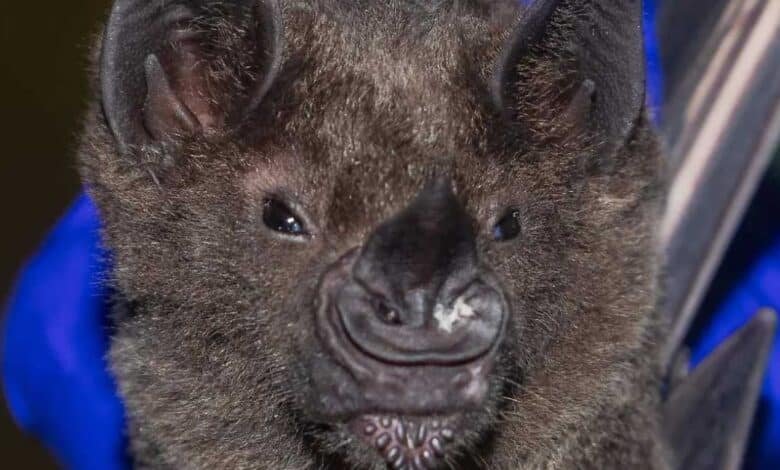 Nueva especie de murciélago en Chiapas