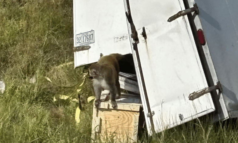 La volcadura de un camión que trasladaba monos utilizados para investigación generó una alerta de seguridad y bioseguridad, la policía local ha emitido una fuerte advertencia a la comunidad sobre la agresividad de estos monos y la necesidad de evitar todo contacto,