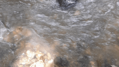 Localizan sin vida a joven en río de Ixtapa; FGE investiga bajo protocolo de feminicidio