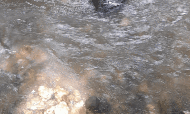 Localizan sin vida a joven en río de Ixtapa; FGE investiga bajo protocolo de feminicidio