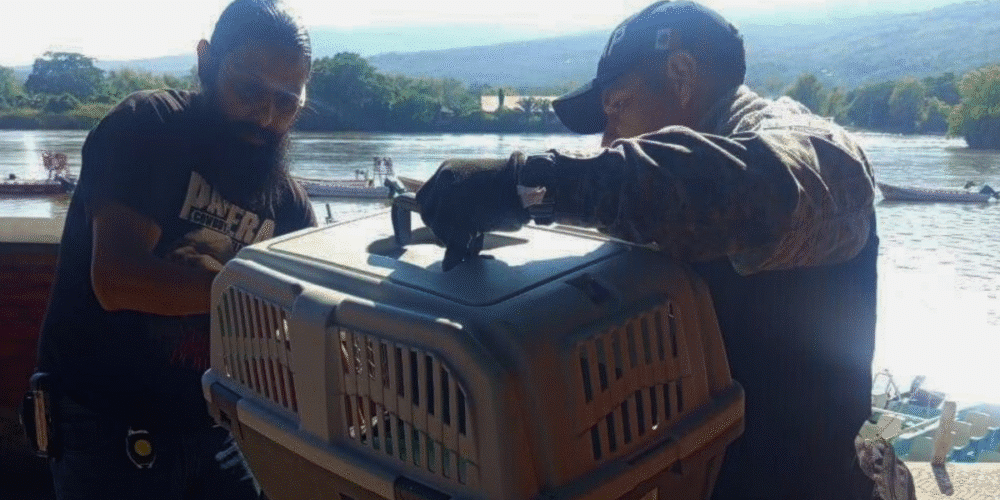 Rescata SSP águila negra lesionada en el Cañón del Sumidero