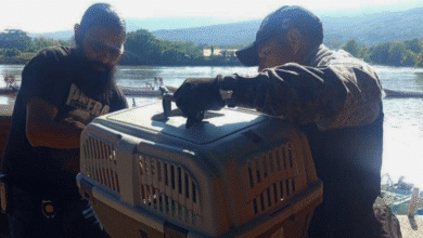 Rescata SSP águila negra lesionada en el Cañón del Sumidero
