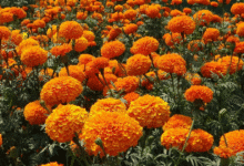 San Cristóbal se prepara para el Día de Muertos con cempasúchil y flores de Zinacantán