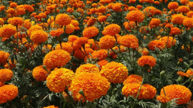 San Cristóbal se prepara para el Día de Muertos con cempasúchil y flores de Zinacantán
