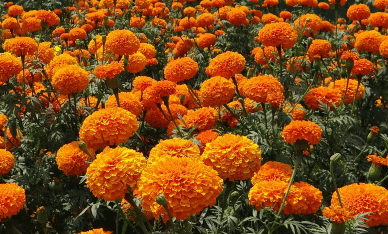San Cristóbal se prepara para el Día de Muertos con cempasúchil y flores de Zinacantán