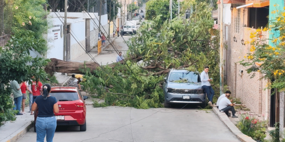 Sin luz por caída de árbol en Tuxtla Gutiérrez