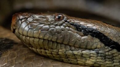 Trabajadores rescatan a compañero a punto de ser devorado por una anaconda