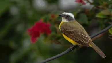 Tuxtla Gutiérrez celebra el Quinto Festival de Aves Migratorias y fortalece su compromiso con la conservación ambiental