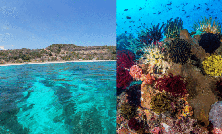 Un paraíso por explorar Atauro, el tesoro de Timor Oriental y sus corales únicos