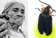 Una luciérnaga descubierta en el Bosque de Chapultepec llevará el nombre de María Sabina