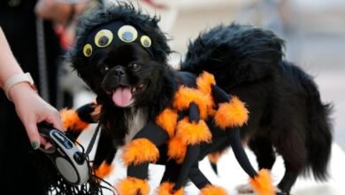 Tren Maya abre convocatoria en su concurso de mascotas en sus diferentes estaciones