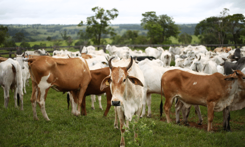 Chiapas se prepara para una feria ganadera histórica: más de mil cabezas de ganado en cada etapa
