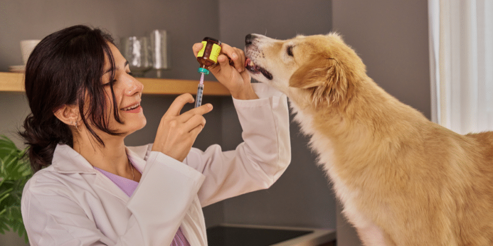 Arranca jornada antirrábica en Tuxtla aplicarán mil vacunas para proteger a mascotas