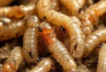 Chiapas registra 75 casos de miasis en humanos; Tapachula concentra el brote