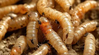 Chiapas registra 75 casos de miasis en humanos; Tapachula concentra el brote