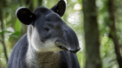 Costa de Chiapas, epicentro del tráfico ilegal de fauna silvestre