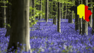 Hallerbos El Bosque Mágico de Bélgica que Renació de las Cenizas de la Guerra (Foto por 101 lugares increíbles y canva)
