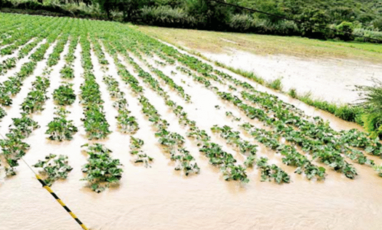 Infraestructura y viviendas, son afectadas por lluvias