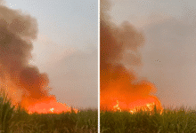 Inicia temporada de zafra 2025-2026 con primeras quemas de caña en la región cañera de Chiapas