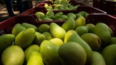 Mango del Soconusco se exporta a Estados Unidos, Canadá y Europa