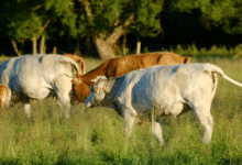 México y EE. UU. aún sin fecha para reabrir frontera ganadera, confirma Sheinbaum