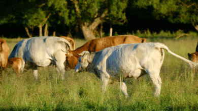 México y EE. UU. aún sin fecha para reabrir frontera ganadera, confirma Sheinbaum