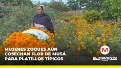 Mujeres Zoques aún cosechan flor de musá para platillos típicos