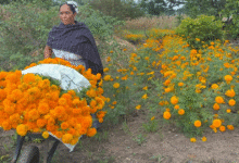 Mujeres zoques aún cosechan flor de musa para la preparación de platillos tradicionales