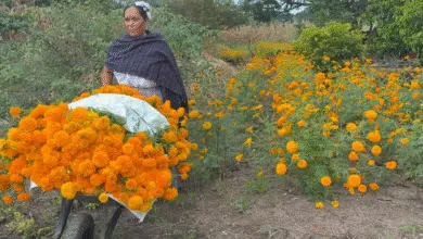 Mujeres zoques aún cosechan flor de musa para la preparación de platillos tradicionales
