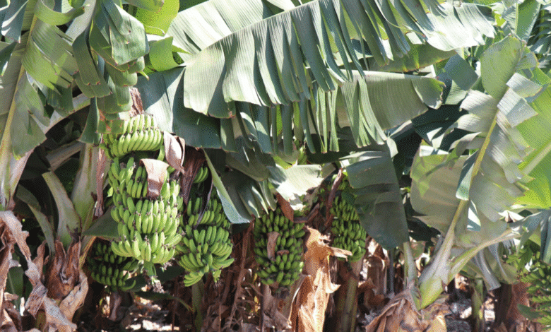 Productores de plátano en Suchiate enfrentan crisis por sequía y caída de precios