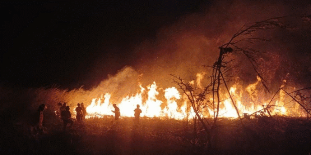 Protección Civil denuncia penalmente incendio presuntamente provocado en Plan de Ayala