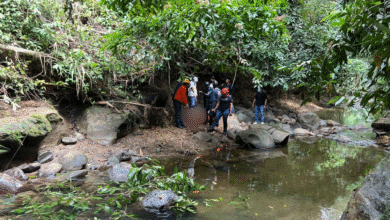 Protección Civil inicia la búsqueda de personas desaparecidas en Palenque