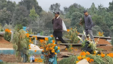 Romerillo celebra el Día de Muertos con tradición y color