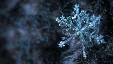 San Cristóbal de las Casas registra su primera helada del año con temperaturas de hasta 2°C