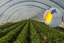 UPL inaugura invernaderos de alta tecnología en México para impulsar cultivos sostenibles 1