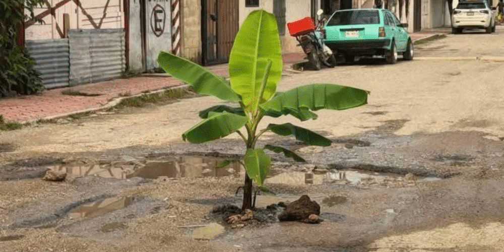 Vecinos de Ocosingo siembran matas de plátanos en baches para exigir reparación de calles