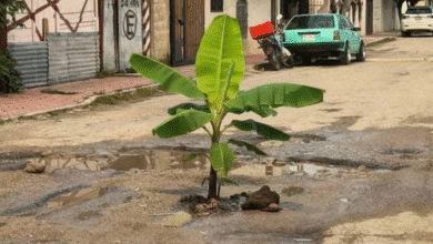 Vecinos de Ocosingo siembran matas de plátanos en baches para exigir reparación de calles