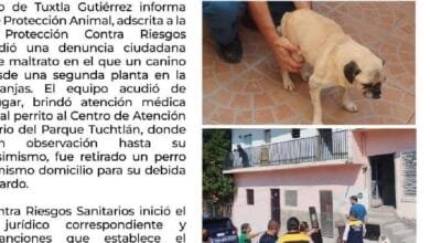 “Rambo sobrevivió”: brutal ataque a un perrito durante desalojo crea indignación y acción legal en Tuxtla (Foto de internet)