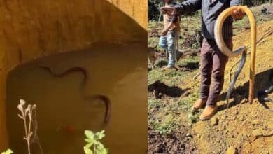 Habitantes de Chenalhó denuncian aparición inusual de serpientes en excavación de pozo