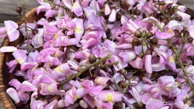 Mata Ratón el árbol chiapaneco que une cultura zoque, biodiversidad y tradición culinaria