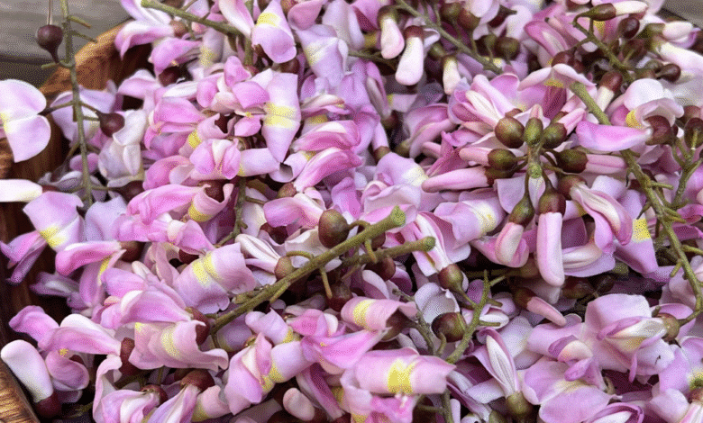 Mata Ratón el árbol chiapaneco que une cultura zoque, biodiversidad y tradición culinaria