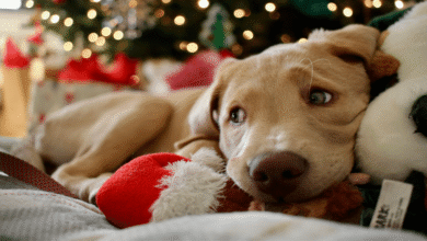 Animales de compañía, aliados emocionales durante las fiestas de fin de año