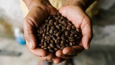 Café de Chiapas, entre los mejores del mundo según visitantes del museo